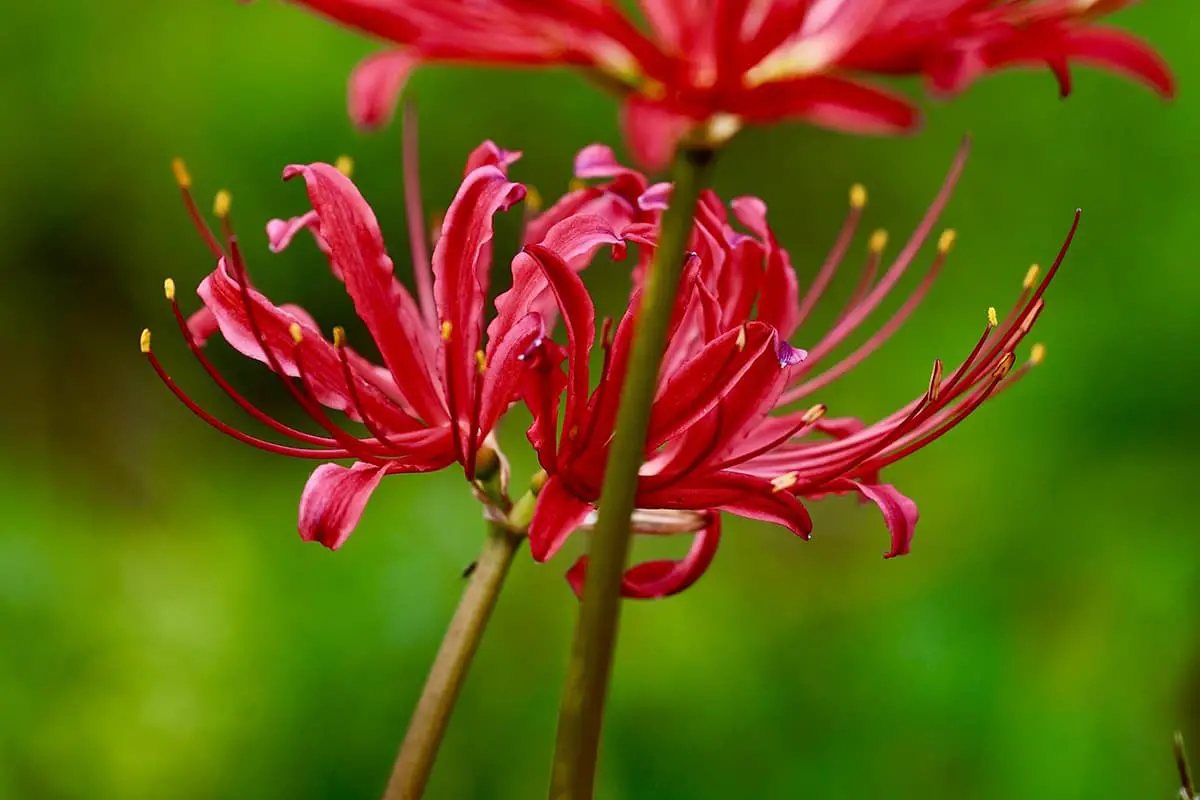 Bahasa Bunga Lily Laba-laba Merah