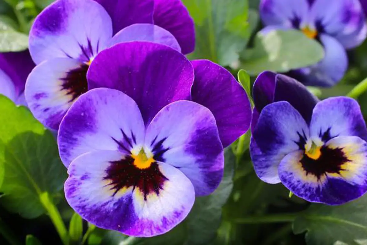 Pansy