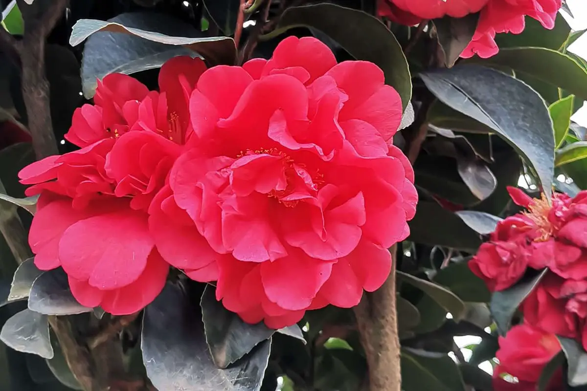 Camelia bloementaal