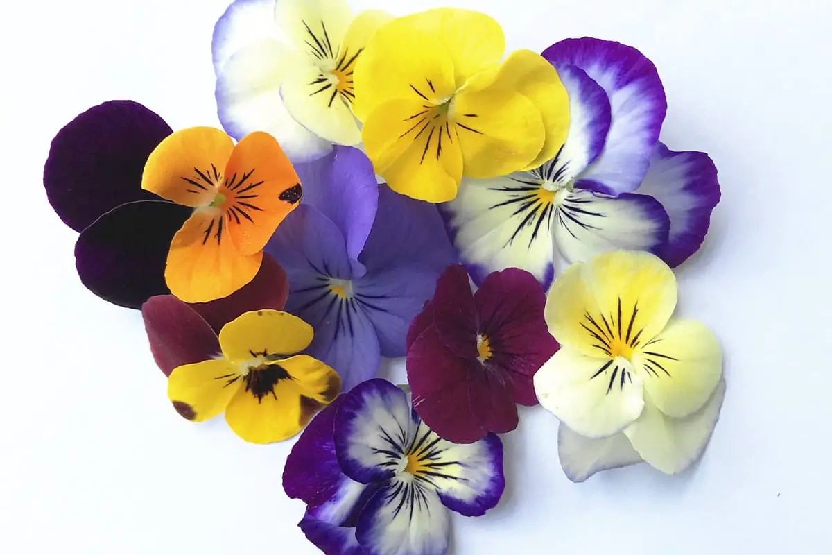 Pansy Flower Language