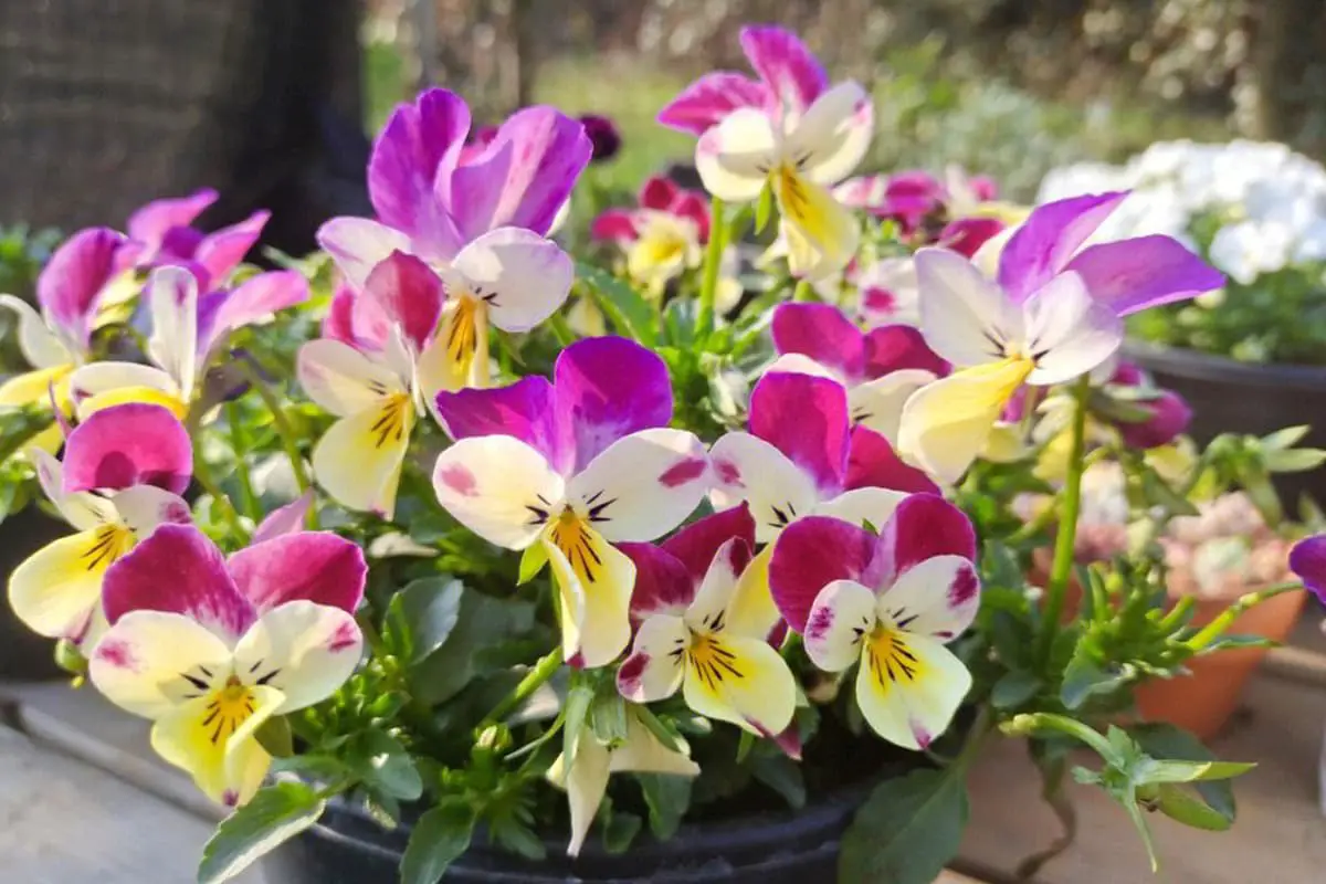Viola del pensiero