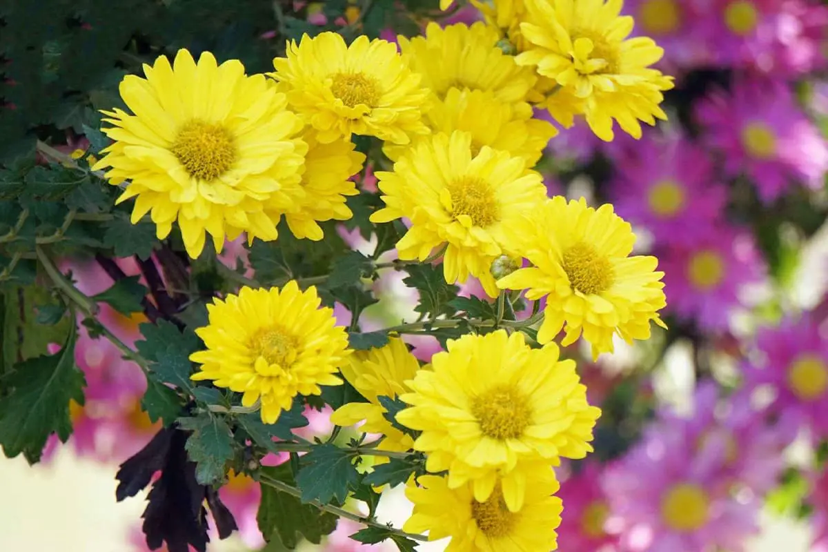 Chrysanthemenblume Sprache