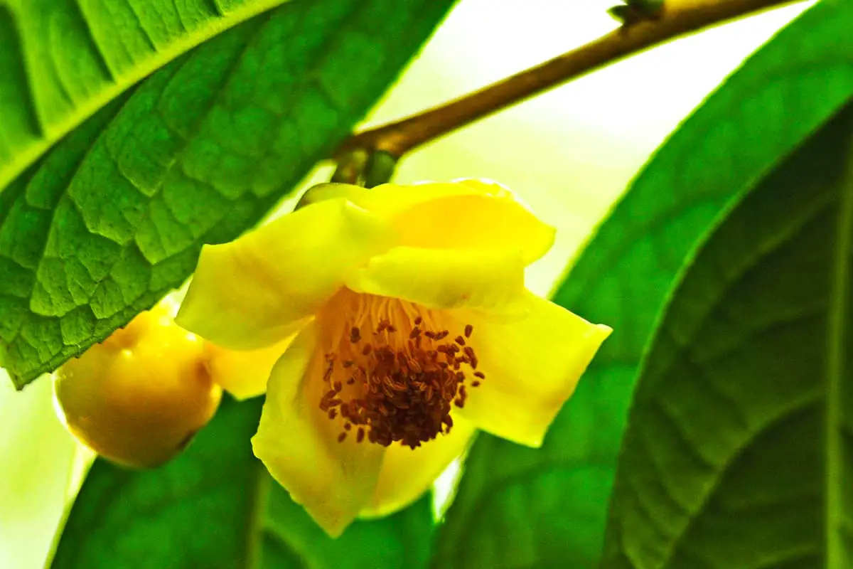 Golden Flower Tea