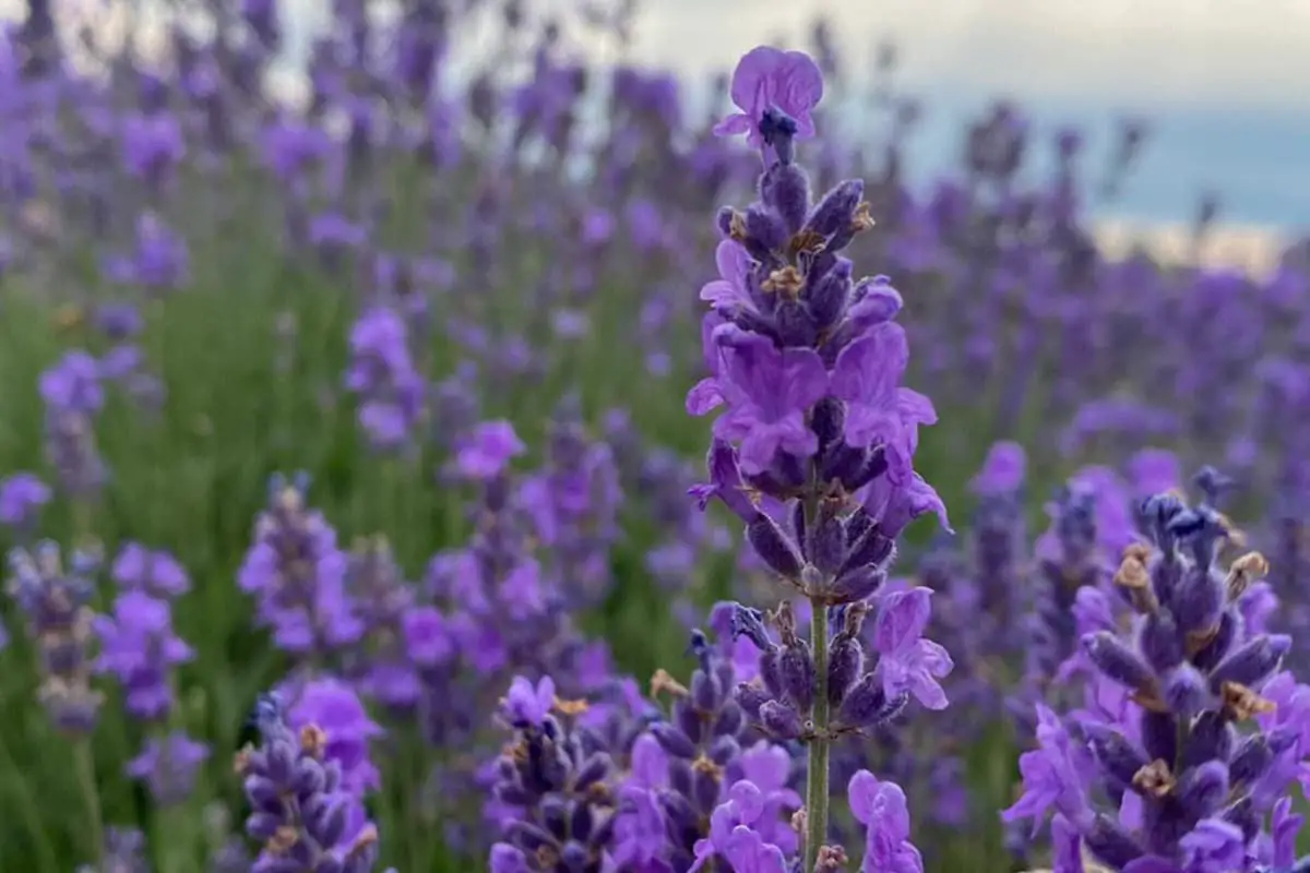 Bahasa Bunga Lavender