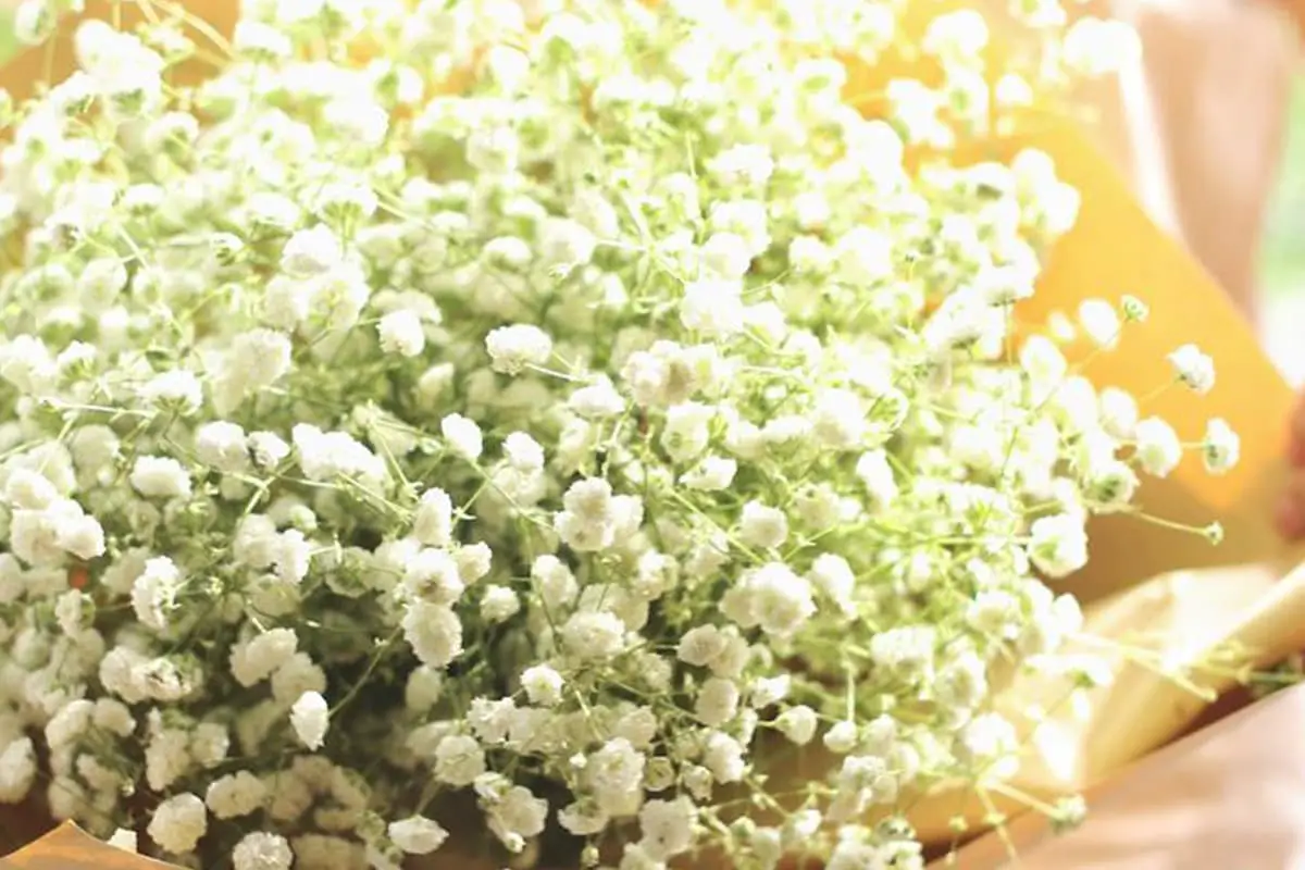 Baby's Breath Flower Sprache