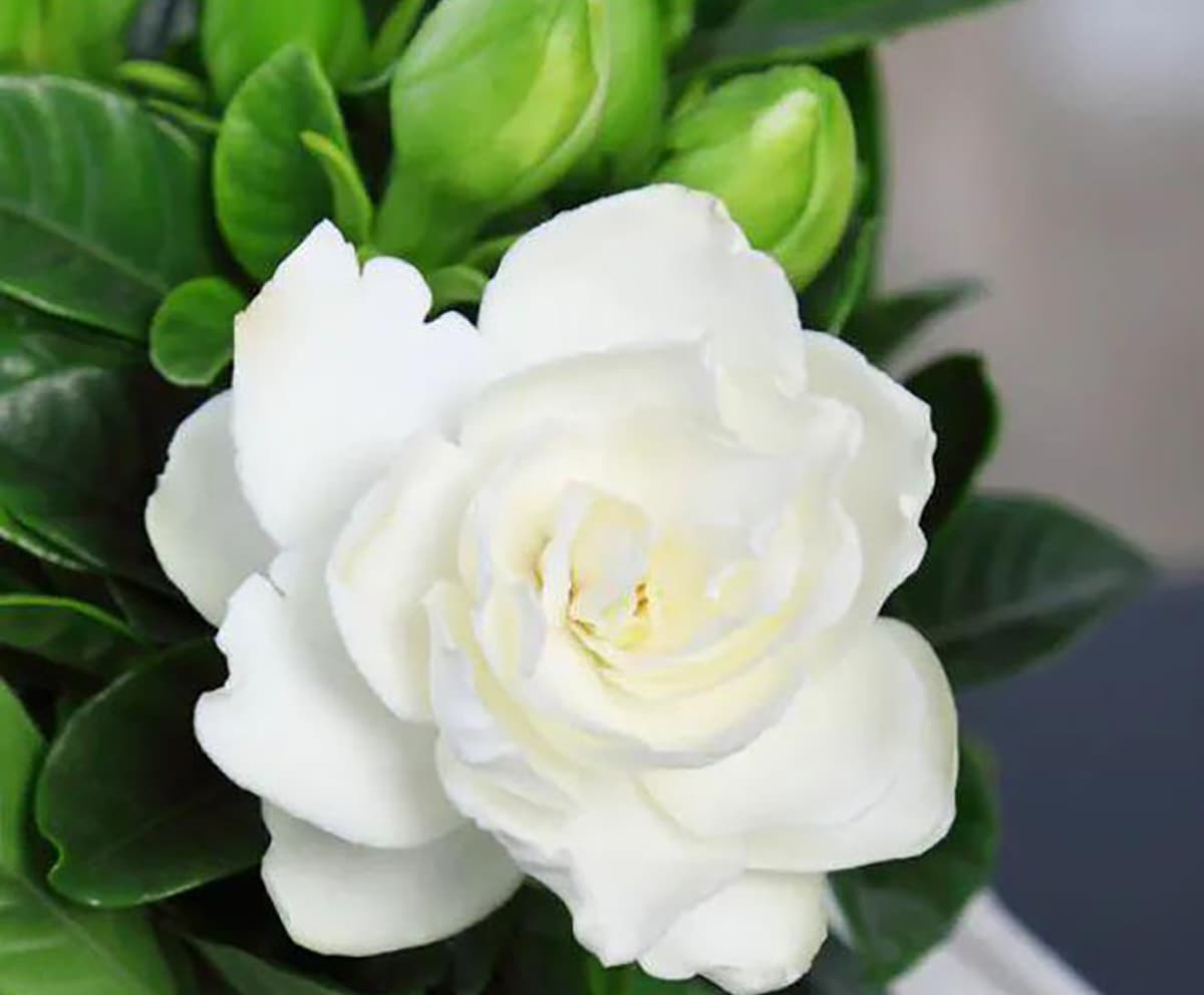 Gardenia