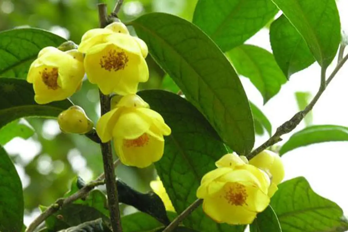 What Is Golden Camellia