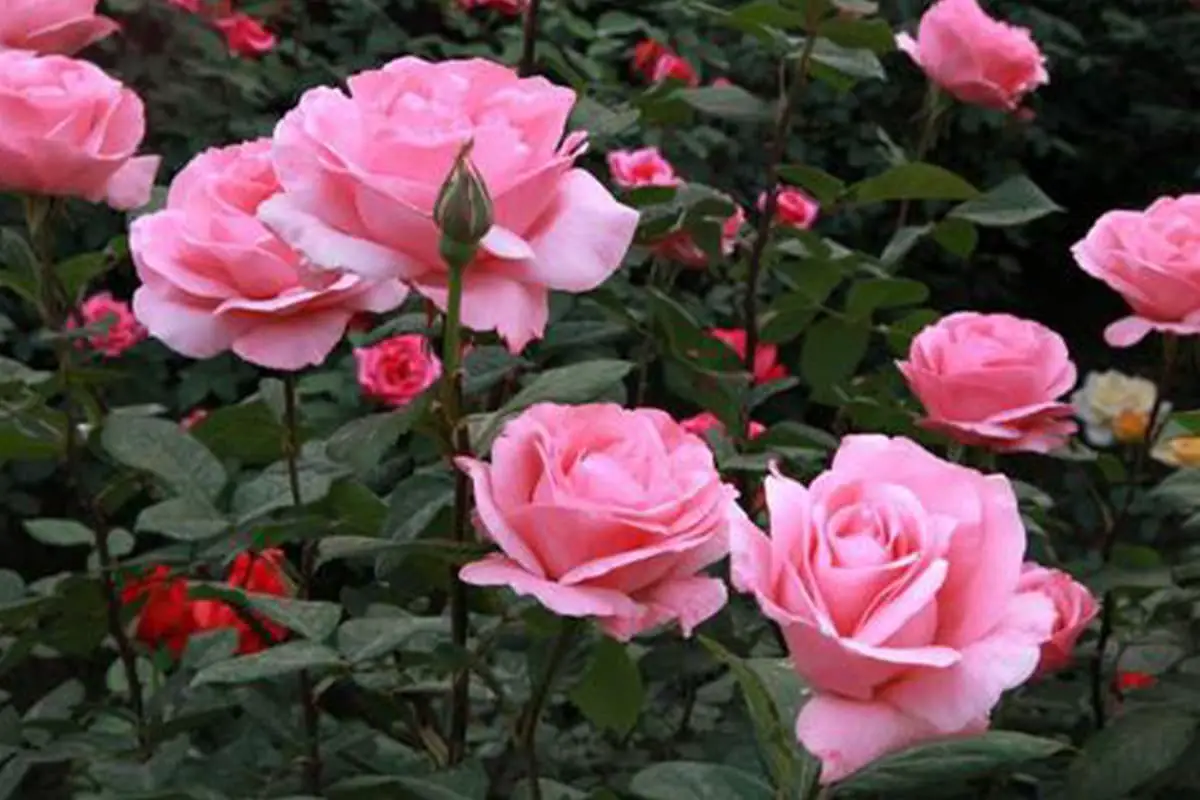 Rosa cinese