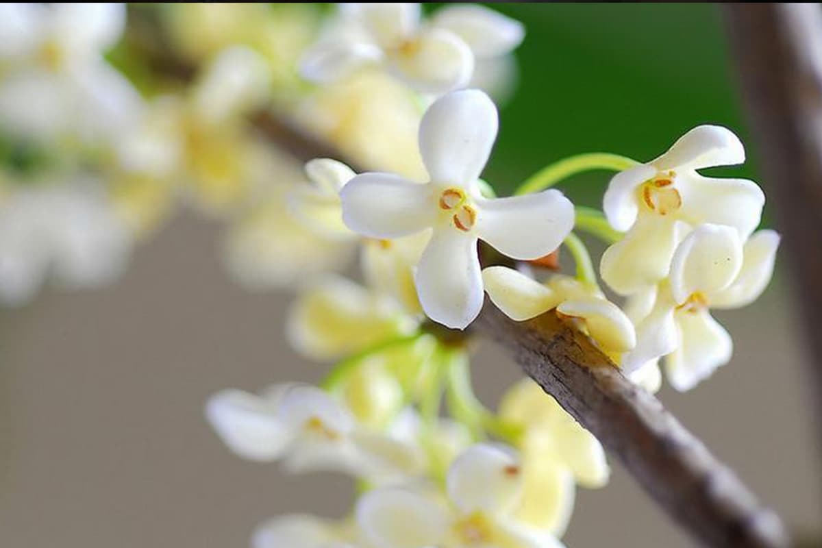 Osmanthus
