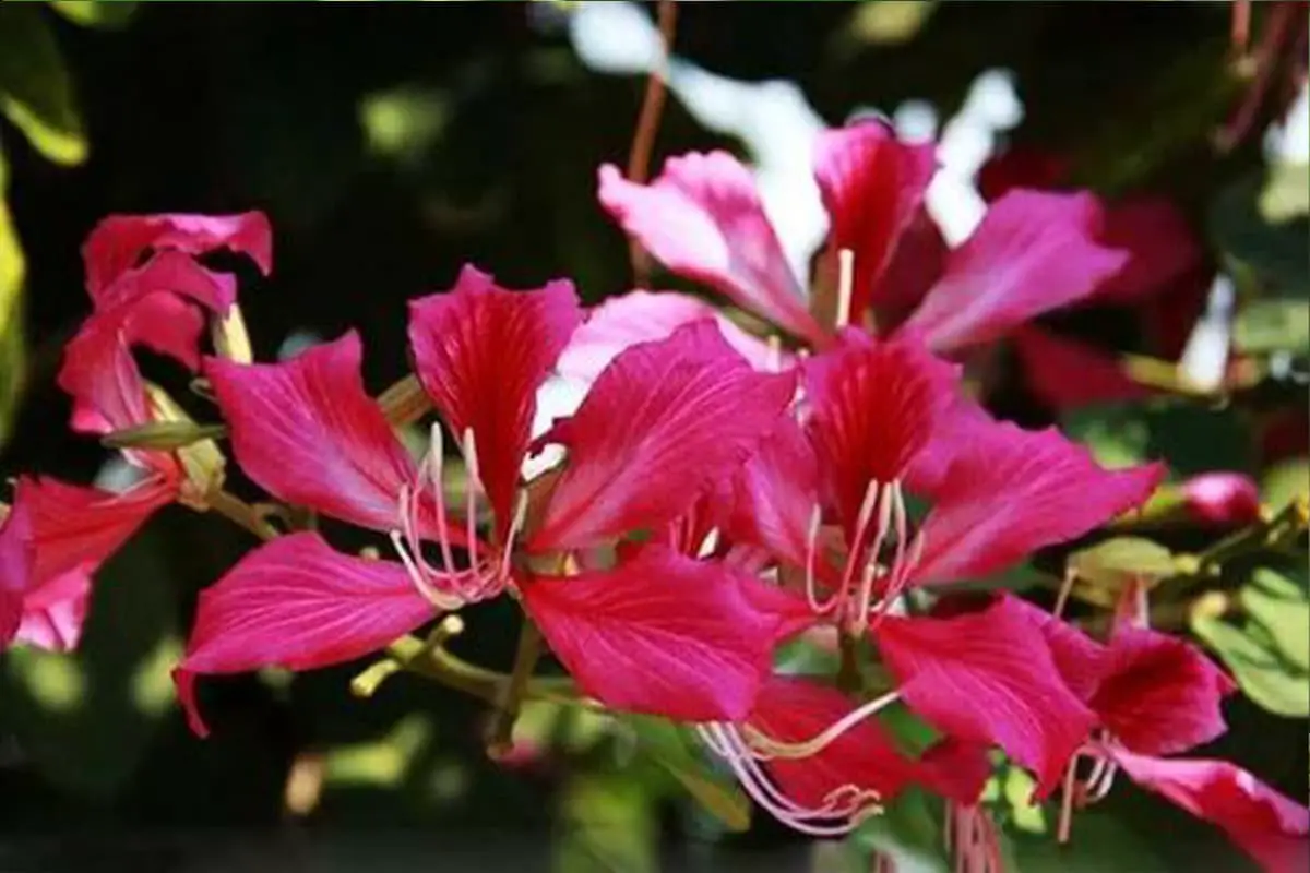 Bauhinia