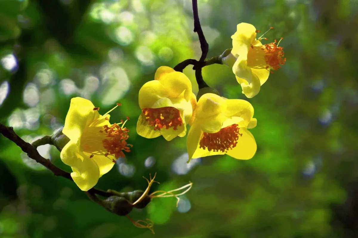 What Is Golden Camellia