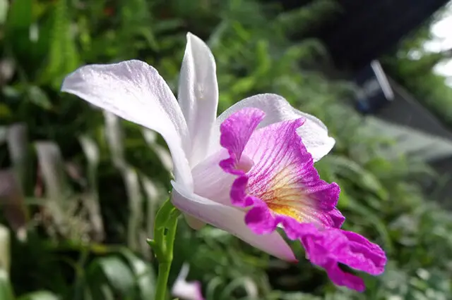 Cattleya Orchid