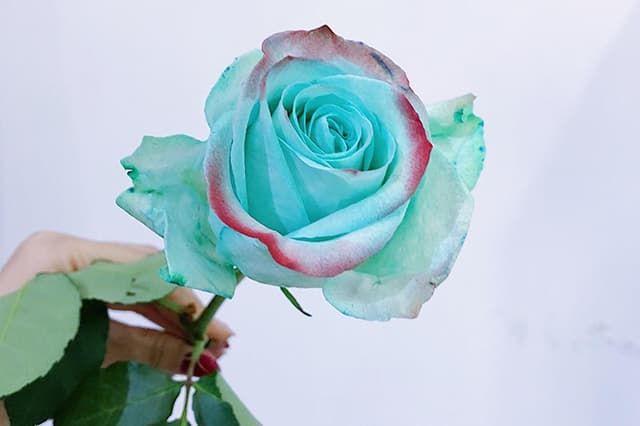 Green Mint Rose