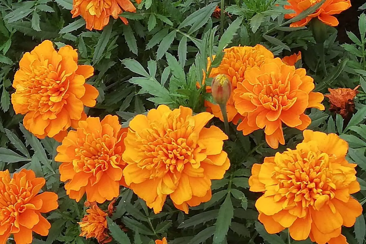 Marigold Flower Language