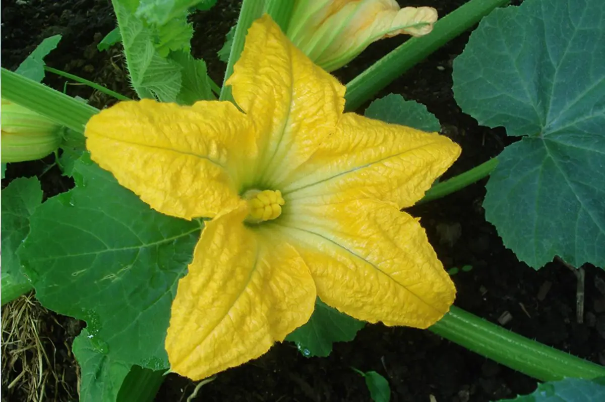 Courges en fleurs