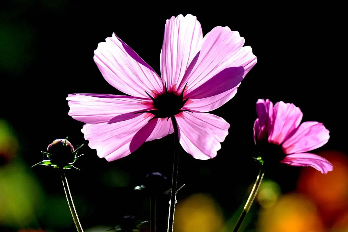 Cosmos Flower Language