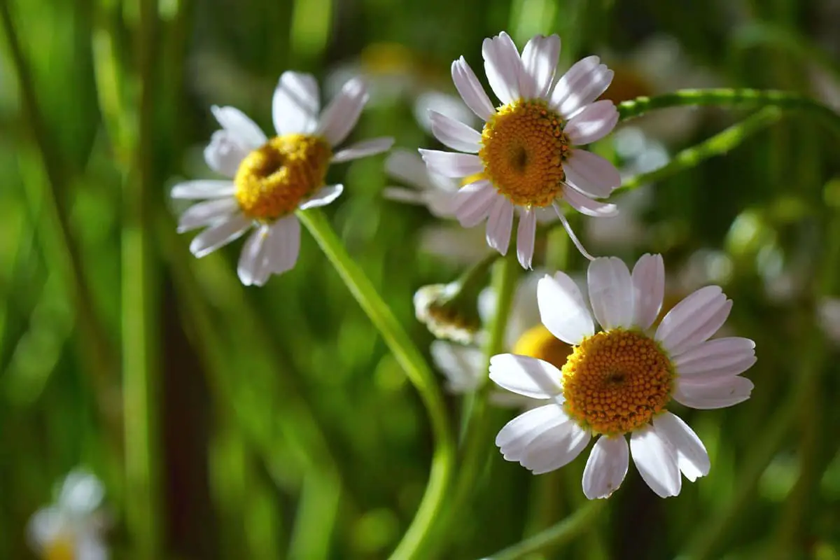 Chamomile Flower Language