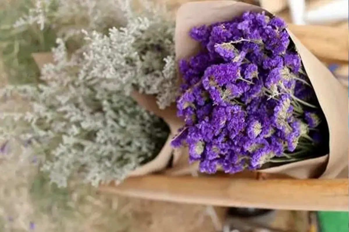 Fleurs adaptées au séchage