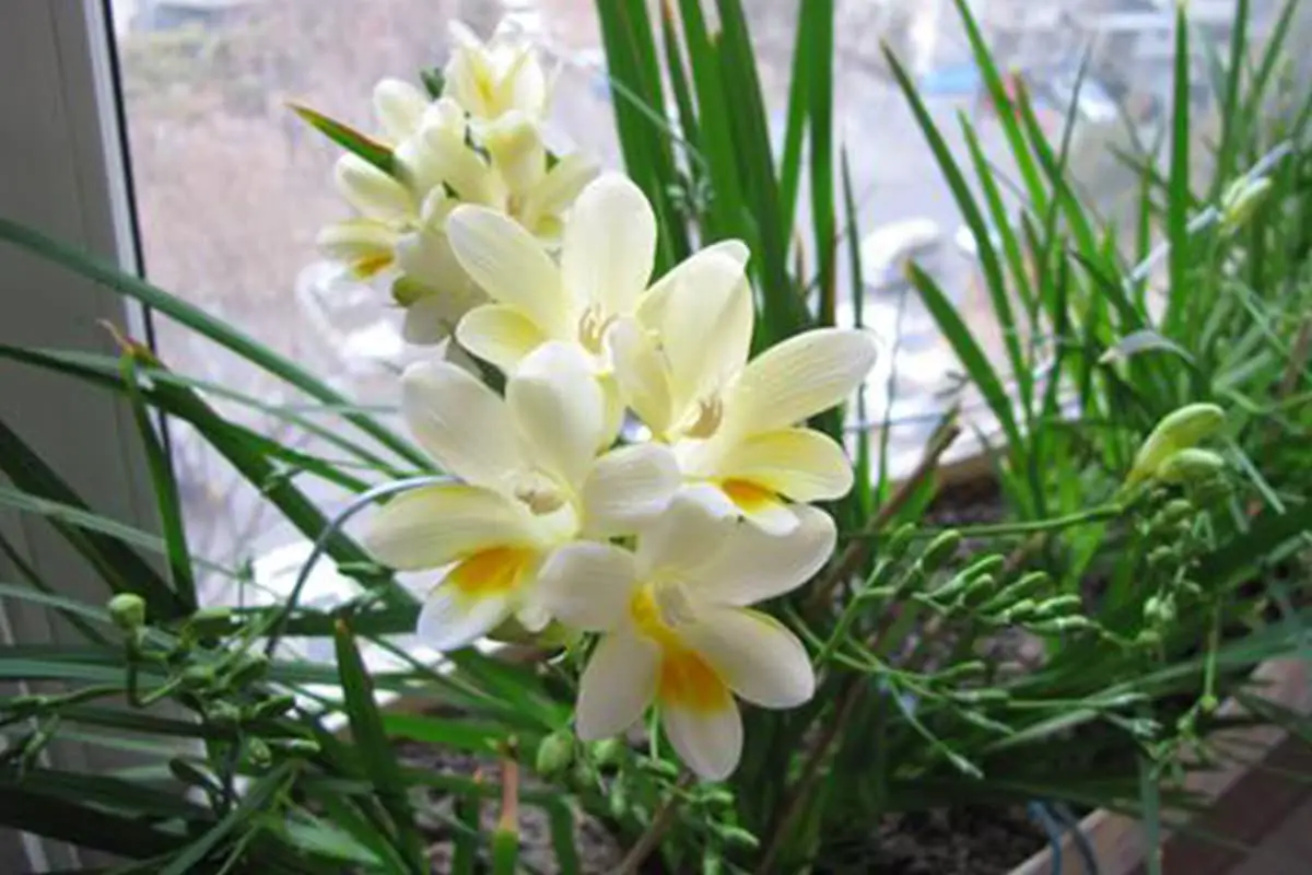 Freesia