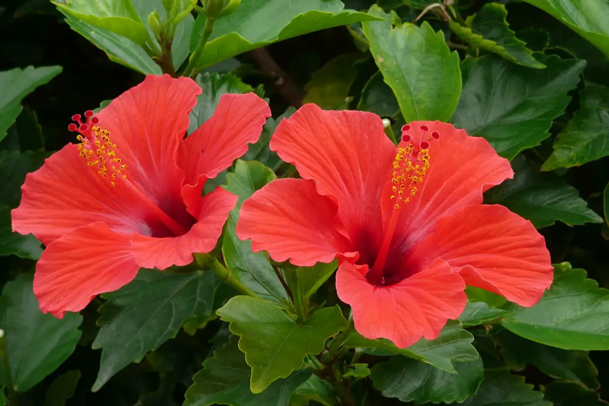 Hibisco