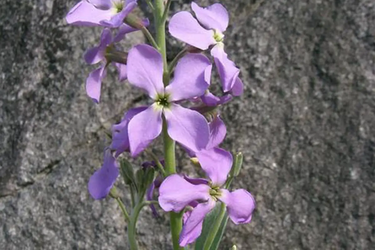 Violet Flower Language