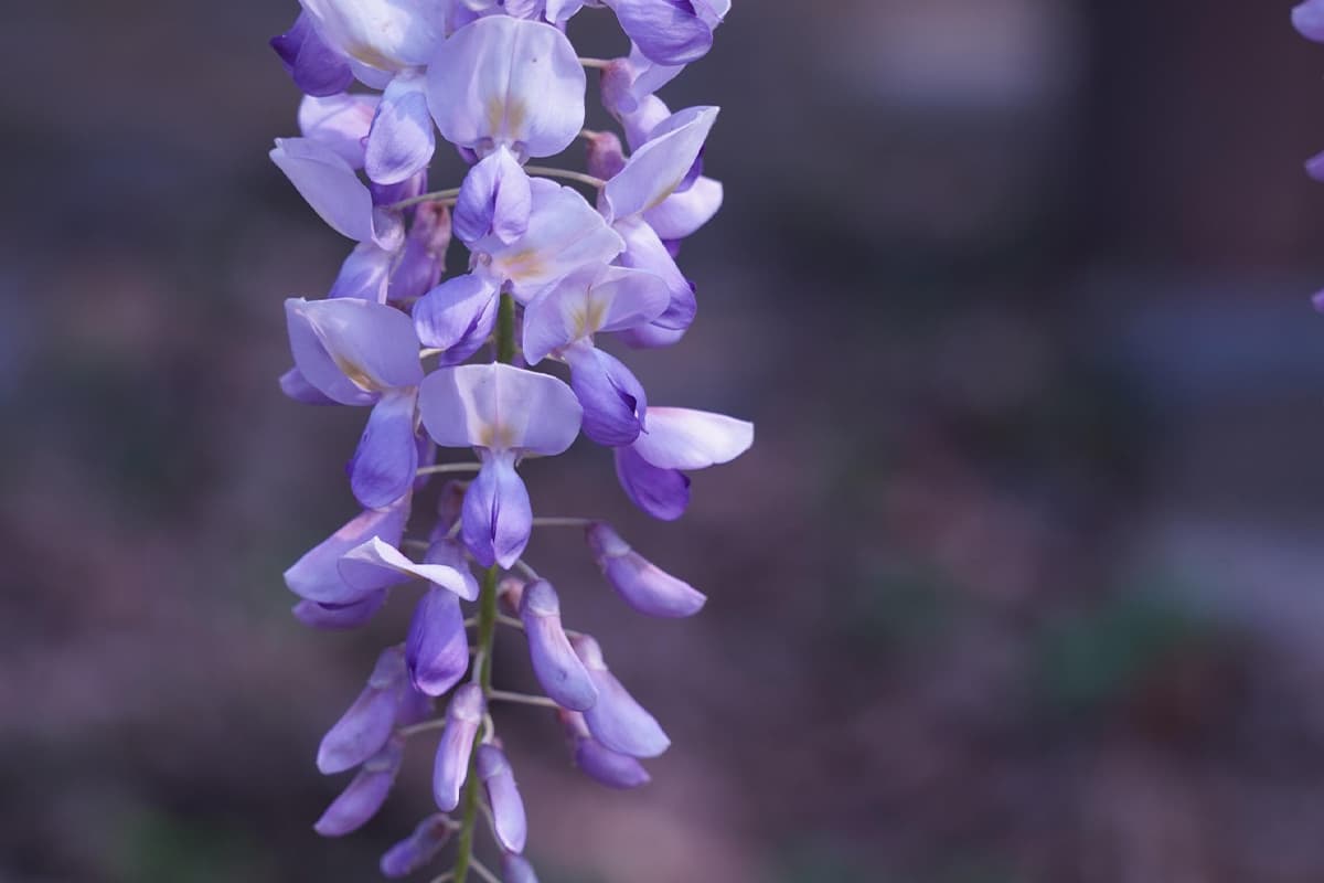 Wisteria Flower Sprache