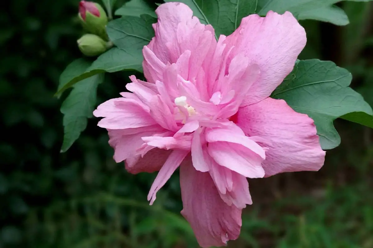 Hibiscus syriacus