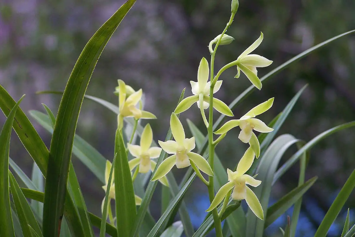 Sprache der Orchideenblüten