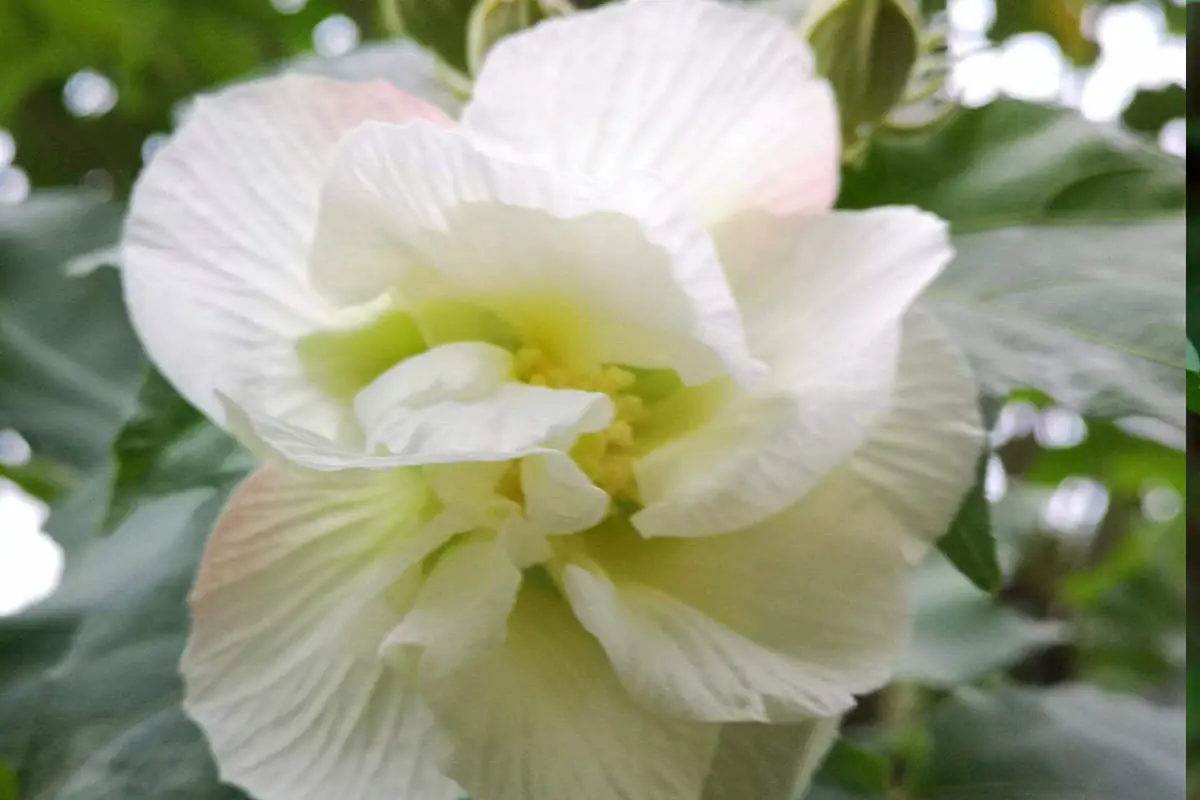 Hibiscus mutabilis