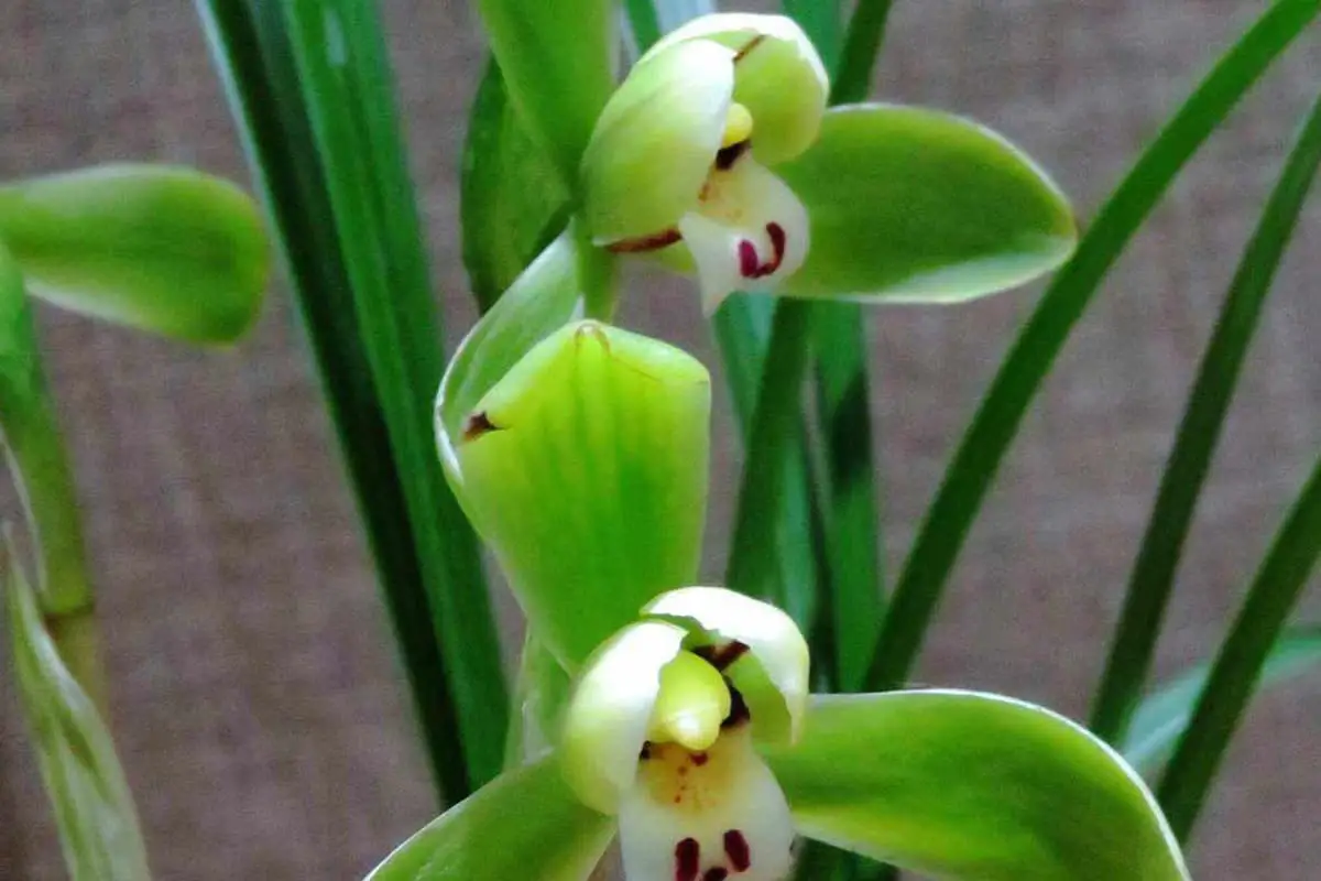 Orchidée de printemps