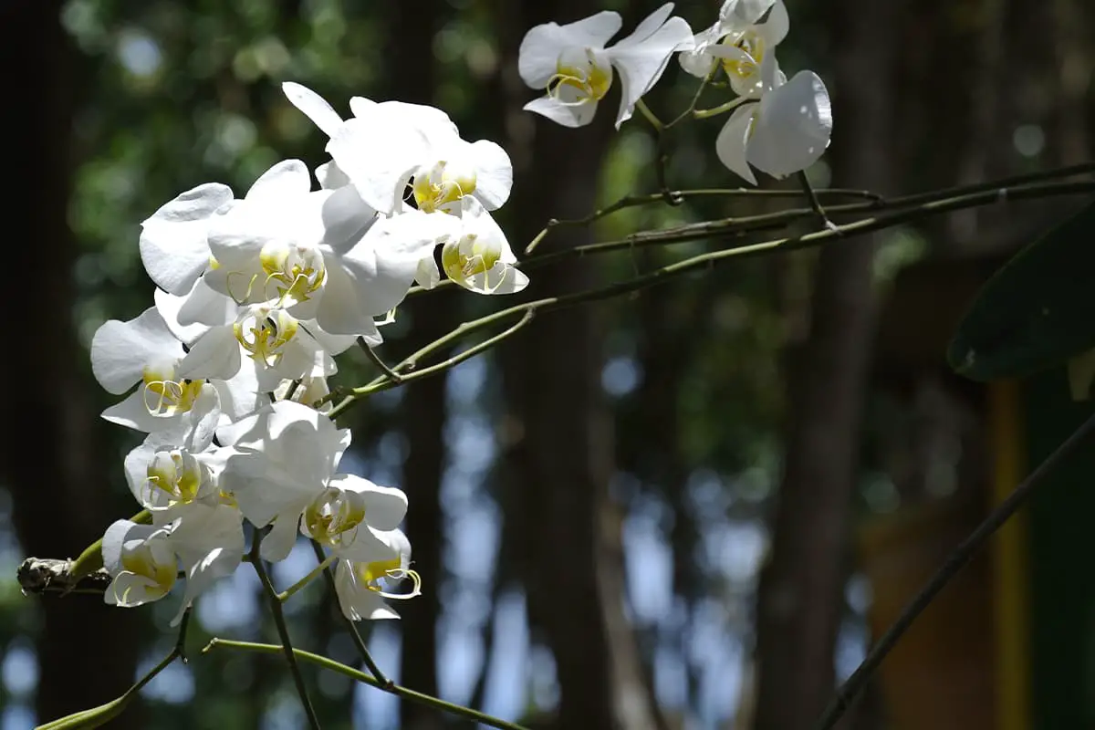 Phalaenopsis Orchid Flower Language