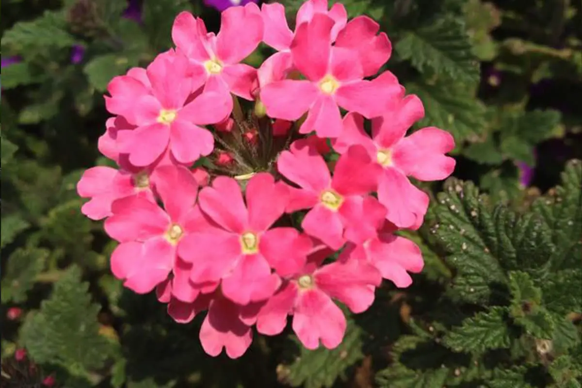 Kalanchoe