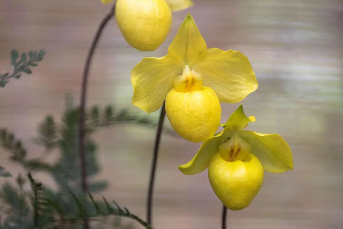 Paphiopedilum Orchidee Taal