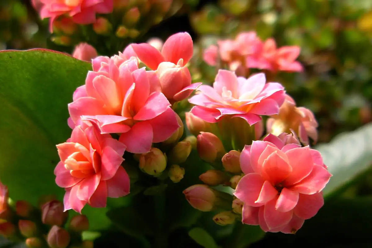 Kalanchoe