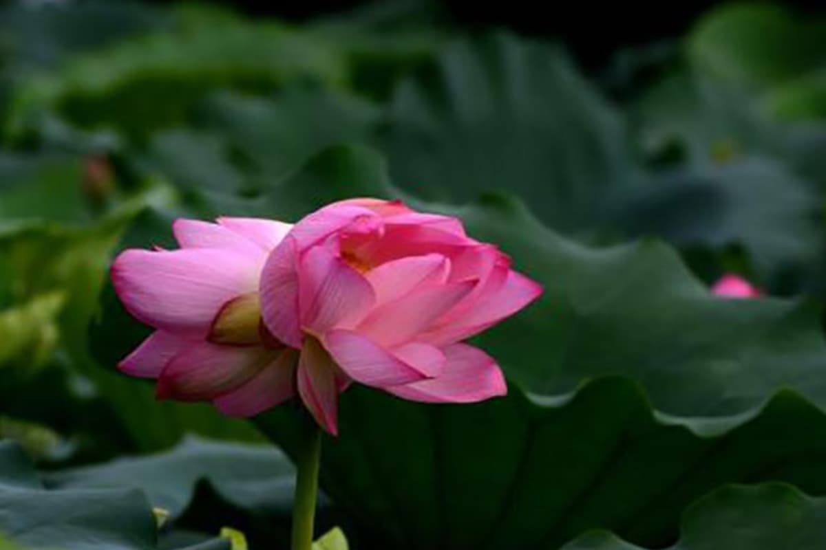 Fleurs des jumeaux siamois