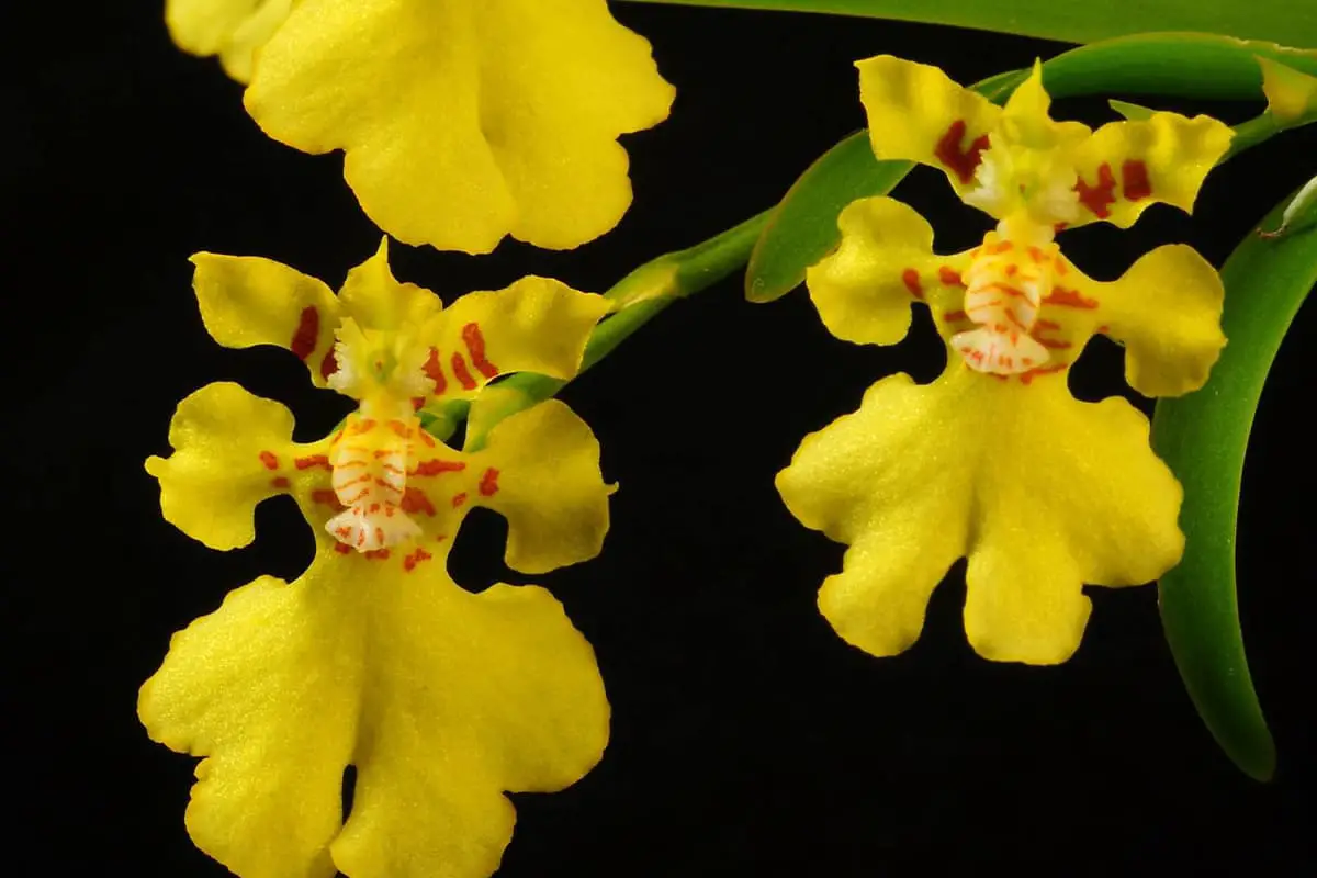 Oncidium