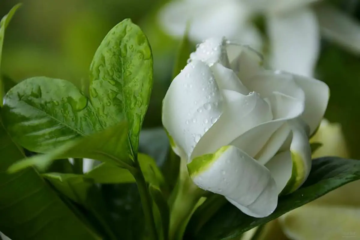 Gardenia