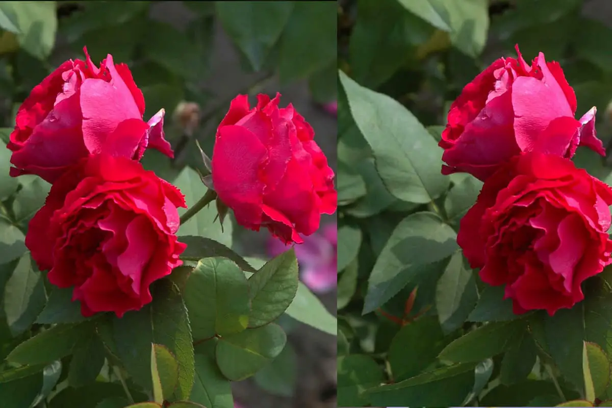 Interpretazione del fiore della città