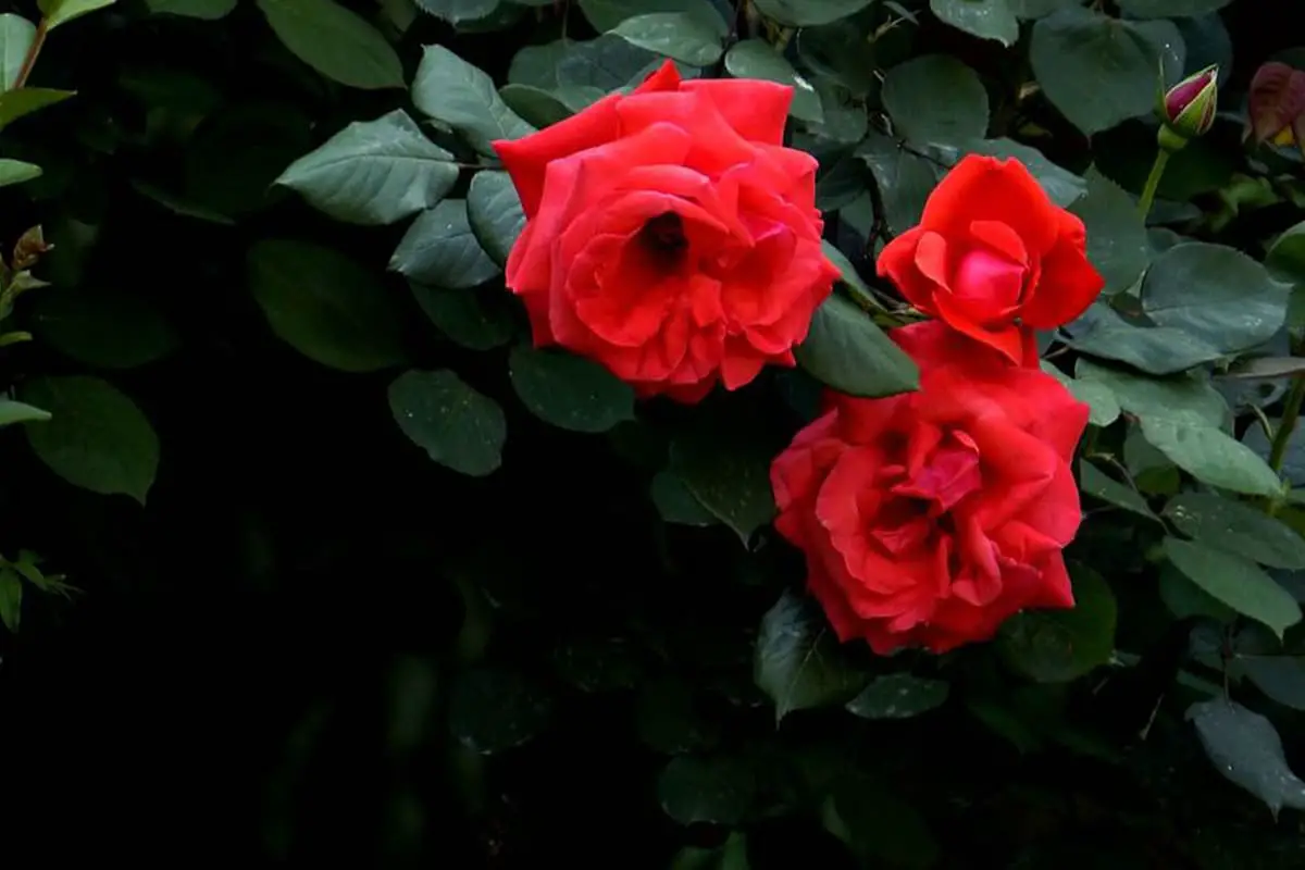  Rosa cinese