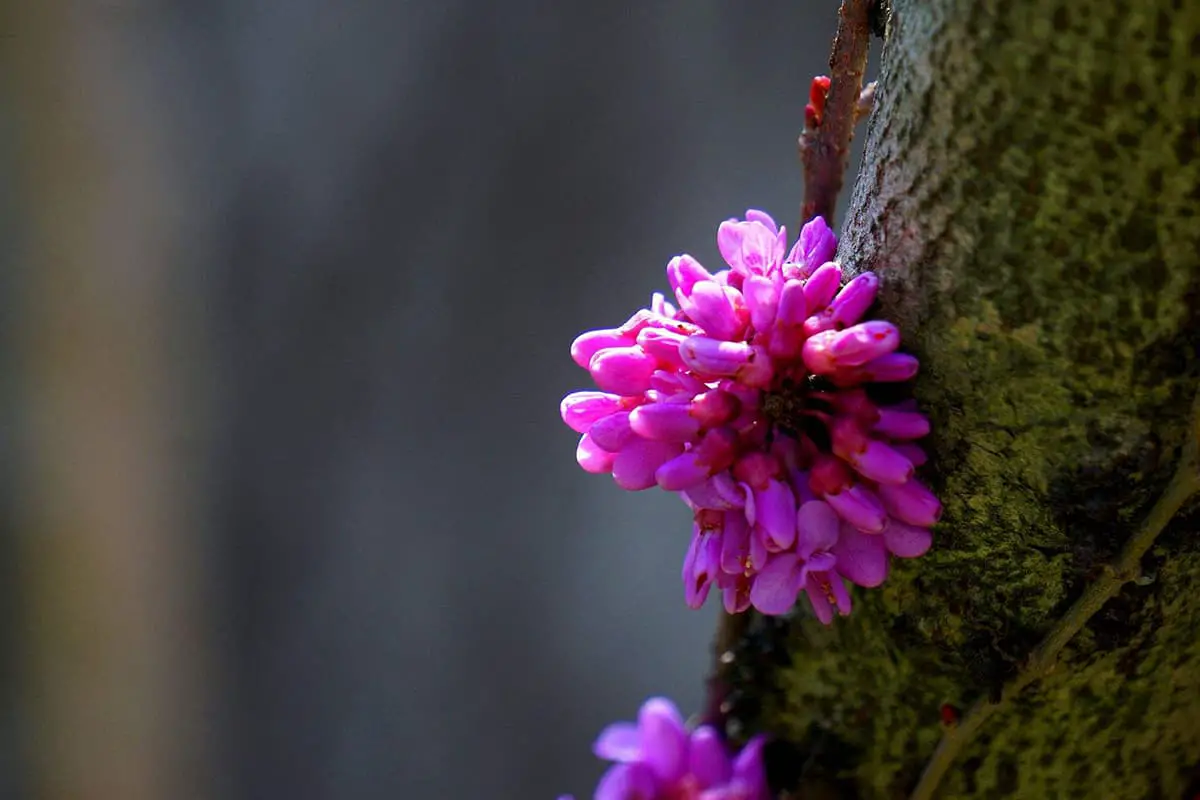 Bauhinia