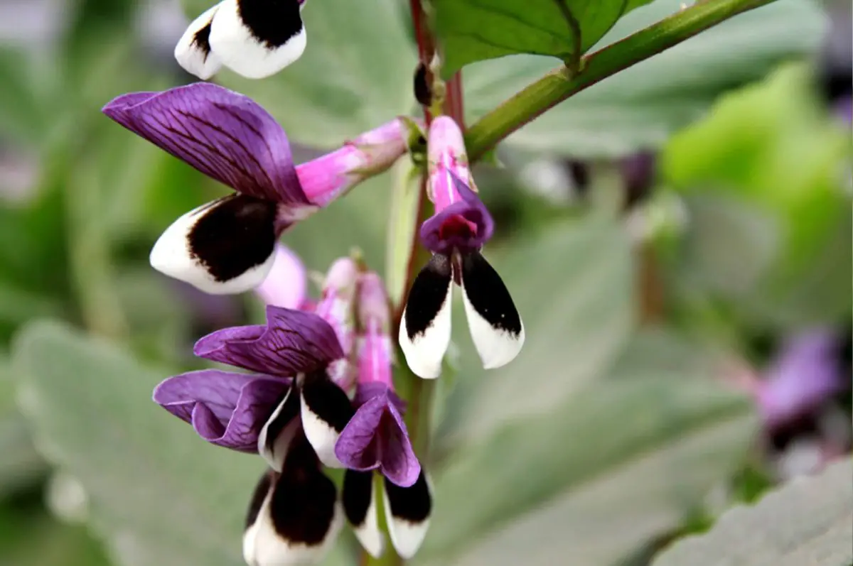 Broadbean Flower