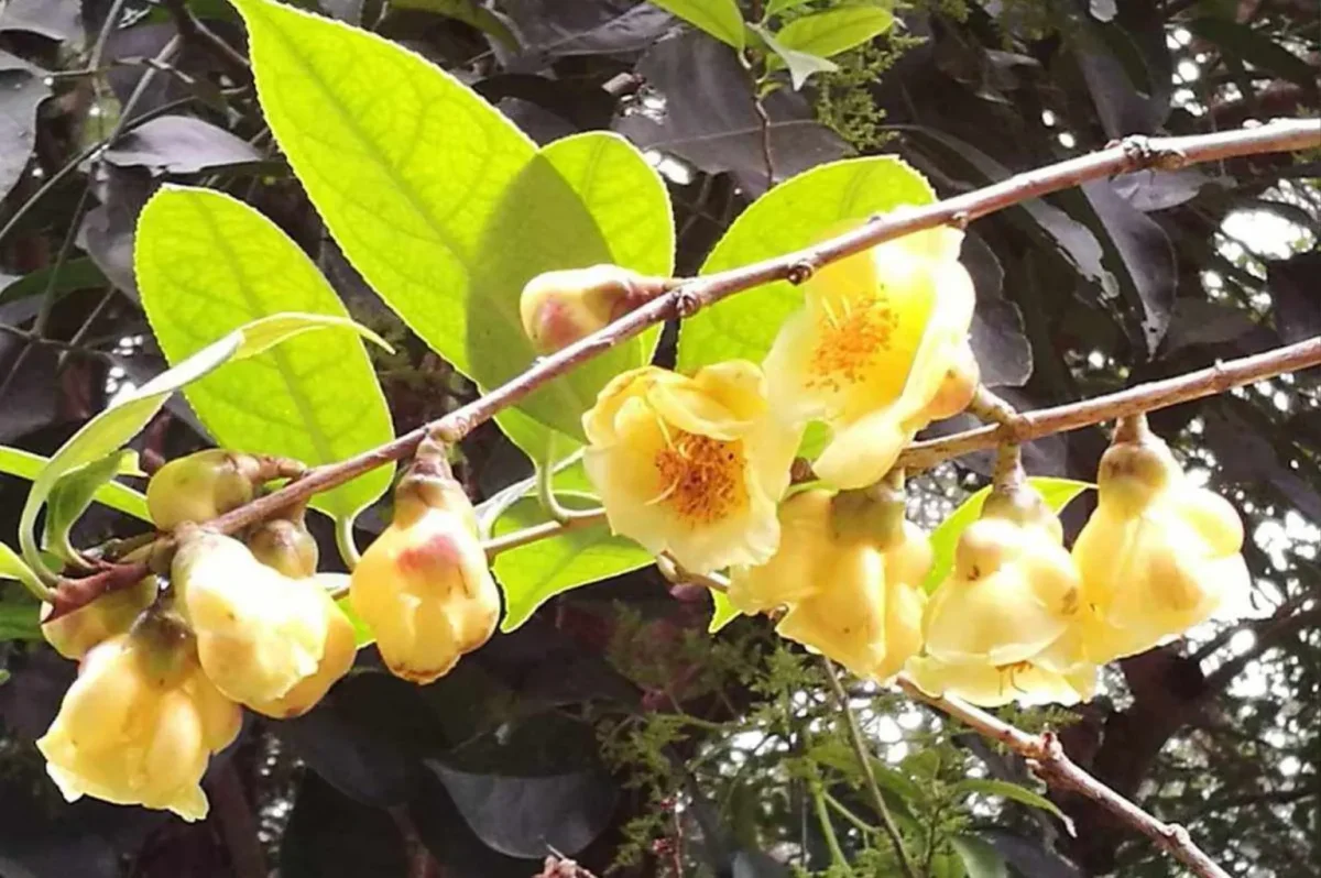 What Is Golden Camellia