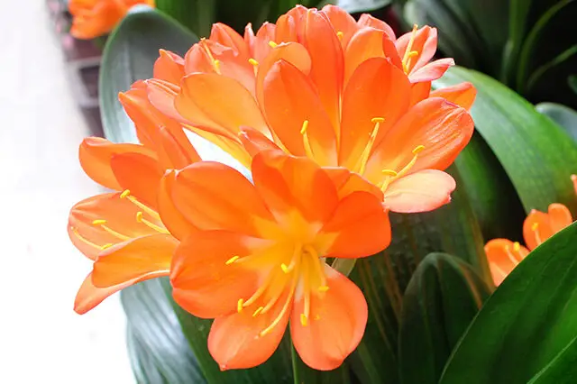 Clivia