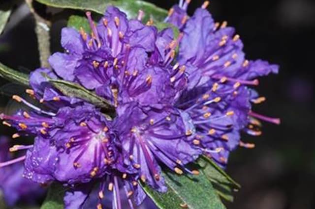 Violett-blauer Rhododendron