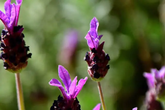  Spaanse lavendel