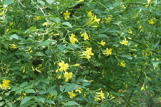 Strong Fragrant Jasmine