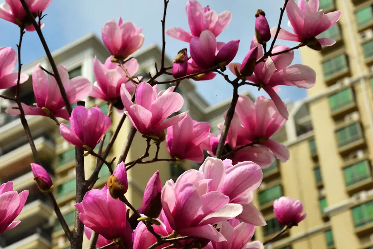 Magnolia Bloem Taal