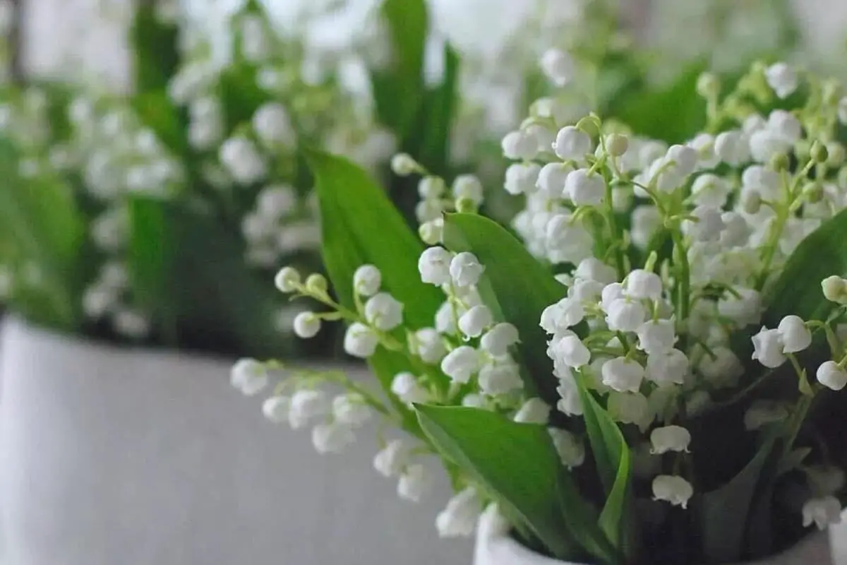 Lily of the Valley Flower Language