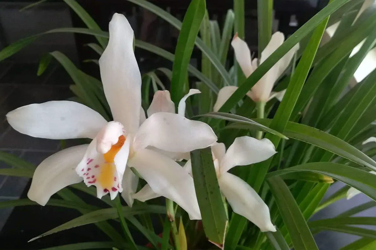 Dendrobium de printemps