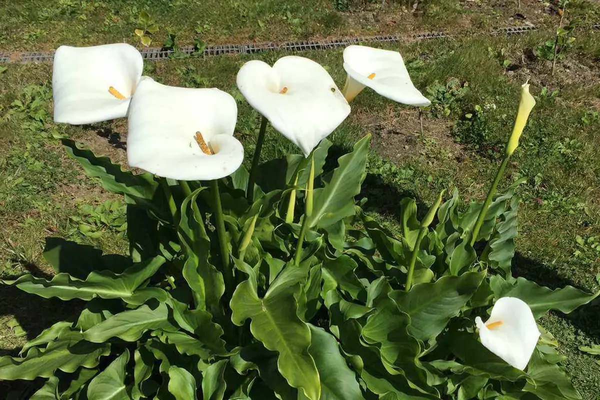 Calla Lelie Bloem Taal